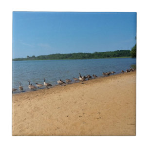 Azulejo Geese en el lago Silver, Wisconsin
