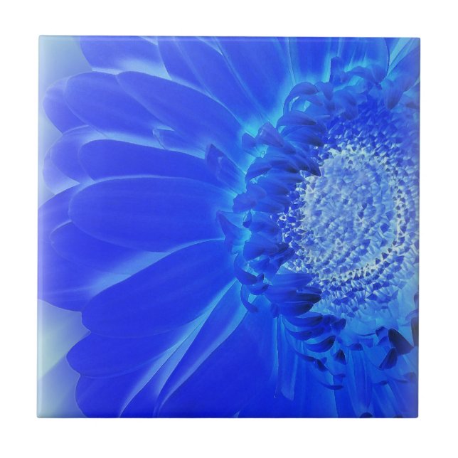 Azulejo gerbera azul eléctrico (Frente)