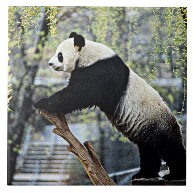 Azulejo Giant Panda (Frente)