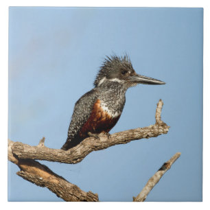 Azulejo Gigante Kingfisher