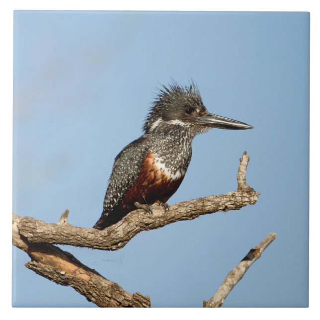 Azulejo Gigante Kingfisher (Frente)