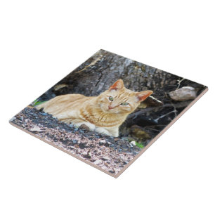 Azulejo Ginger Boy