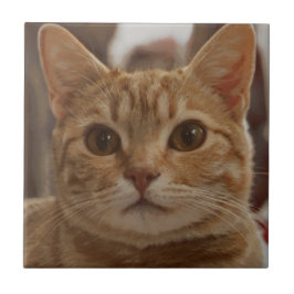 Azulejo Ginger cat ojos marrones 