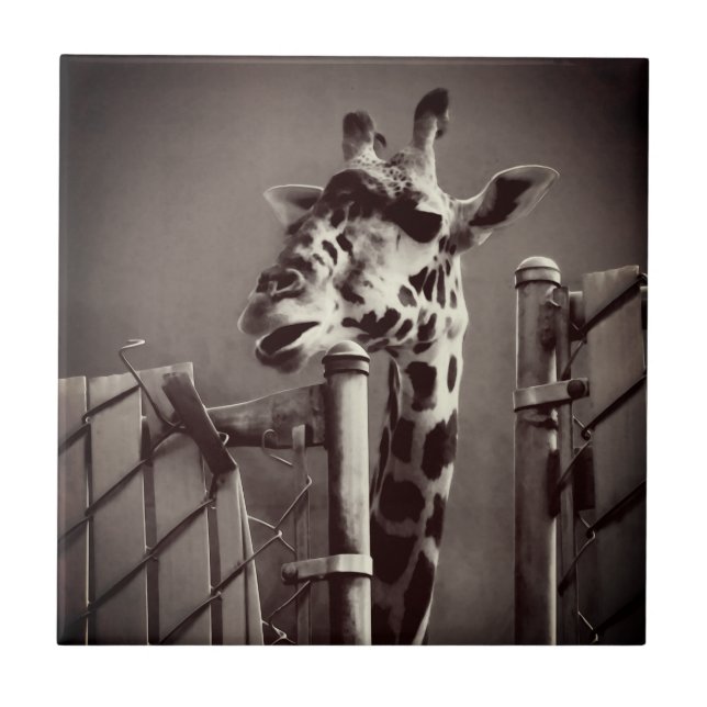 Azulejo Giraffe Fotografía - Estilo de época (Frente)