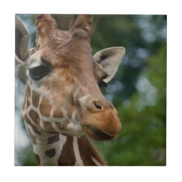 Azulejo Giraffe Lovers Wildlife
