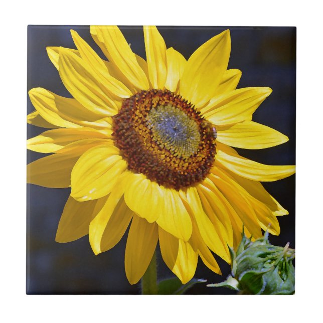 Azulejo Girasol amarillo brillante (Frente)