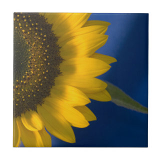 Azulejo Girasol azul