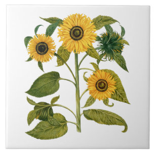 Azulejo Girasol Botánico Vintage