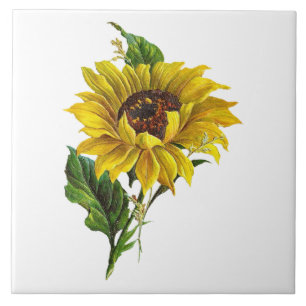 Azulejo Girasol de granja vintage botánica