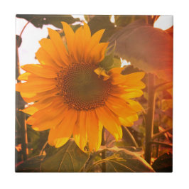 Azulejo Girasol mejorado