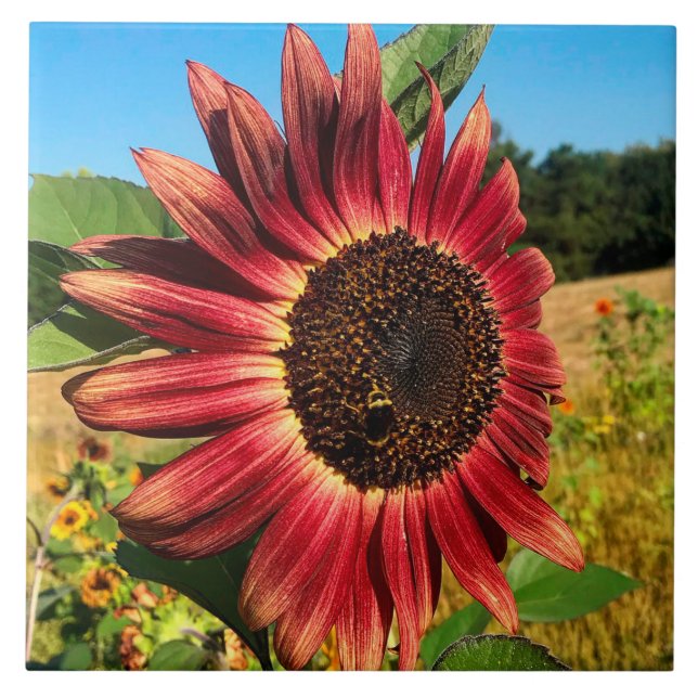 Azulejo Girasol rojo con abeja (Frente)
