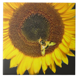 AZULEJO GIRASOL Y ABEJA MELÍFERA, APICULTURA, APICULTOR