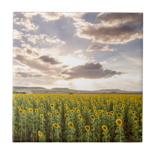 Azulejo Girasoles en la puesta del sol