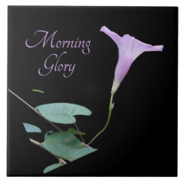 Azulejo Gloria matutina de bonito púrpura sobre negro 