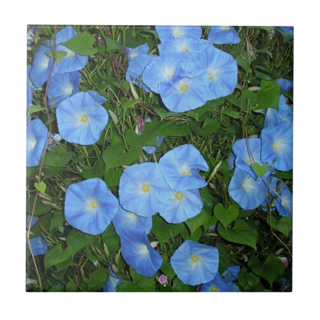 Azulejo Glorias de la mañana (Frente)