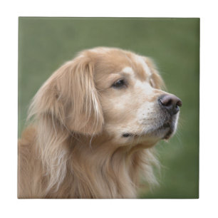 Azulejo Golden retriever en primer