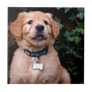 Azulejo Golden Retriever Puppy