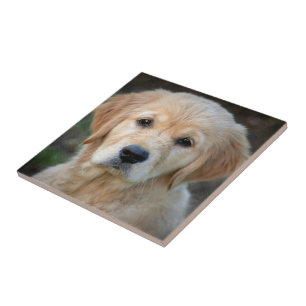 Azulejo Golden Retriever Puppy