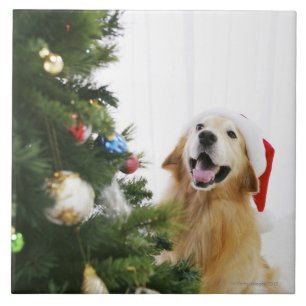 Azulejo Golden retriever que mira el árbol de navidad