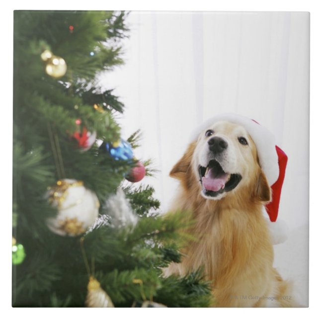 Azulejo Golden retriever que mira el árbol de navidad (Frente)