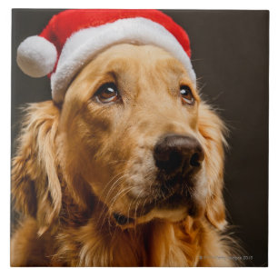 Azulejo Golden retriever que presenta para su navidad