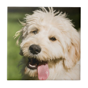 Azulejo Goldendoodle