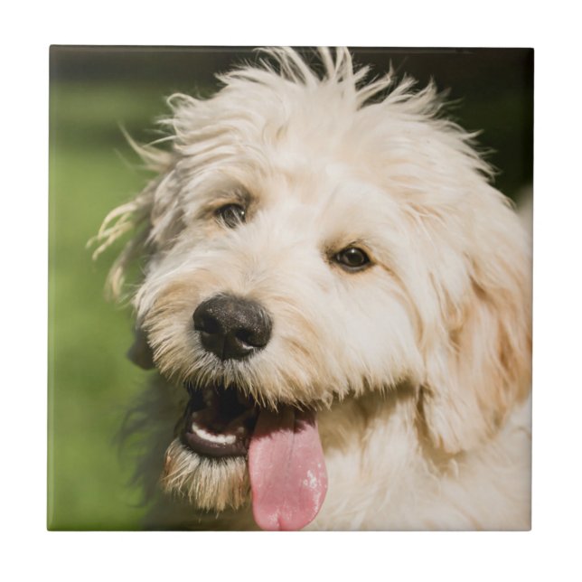 Azulejo Goldendoodle (Frente)