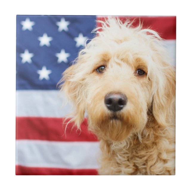 Azulejo Goldendoodle con bandera estadounidense (Frente)