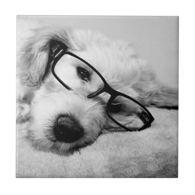 Azulejo Goldendoodle con vidrio (Frente)