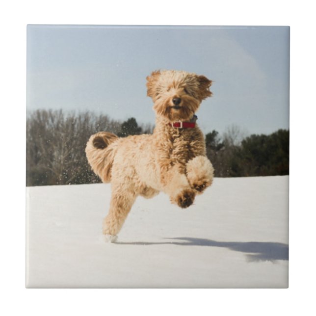 Azulejo Goldendoodle corriendo por campo (Frente)