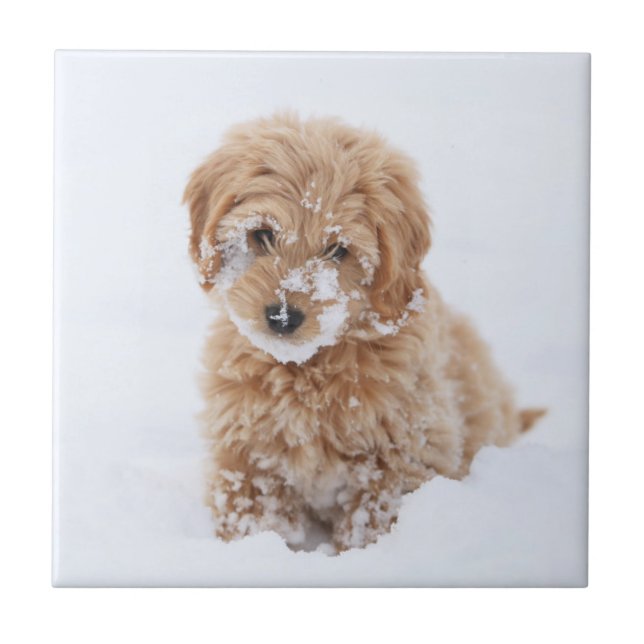 Azulejo Goldendoodle Puppy Con Nieve En La Cara (Frente)