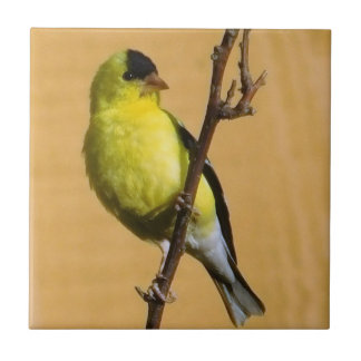 Azulejo Goldfinch Pose