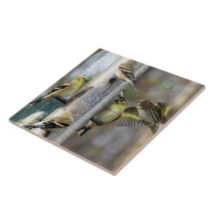 Azulejo Goldfinches en el alimentador