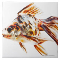 Goldfish del cometa de la cola de milano del