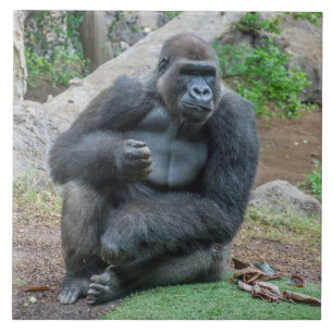 Azulejo Gorila en la cerámica del zoo