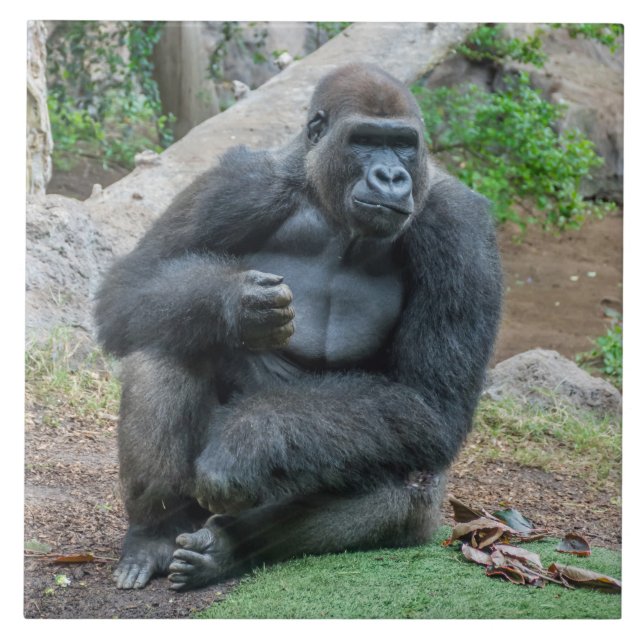 Azulejo Gorila en la cerámica del zoo (Frente)