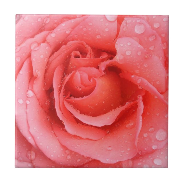 Azulejo Gotas de agua de rosa roja romántica (Frente)