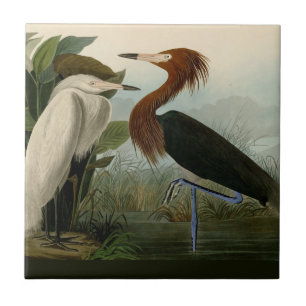 Azulejo Grabado de Garza Morada de Audubon: Arte de Aves