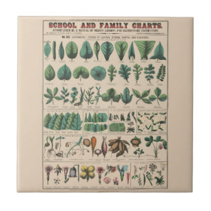 Azulejo Gráfico Antiguo de la Escuela Botánica Naturaleza