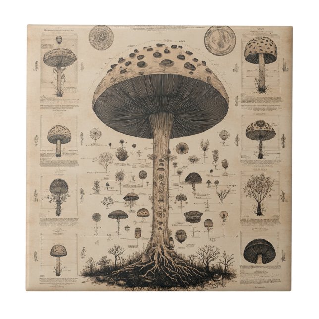 Azulejo Gráfico Botánico de Hongos Vintage (10) (Frente)