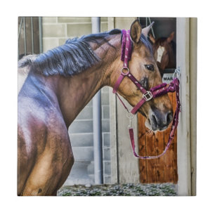 Azulejo Gráfico del caballo en el granero en mosaico
