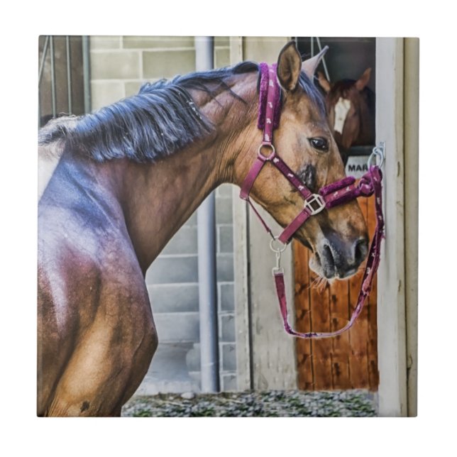 Azulejo Gráfico del caballo en el granero en mosaico (Frente)
