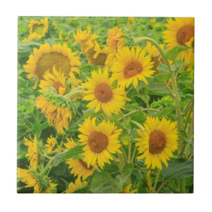 Azulejo Gran campo de girasoles cerca de Moses Lake, WA 2