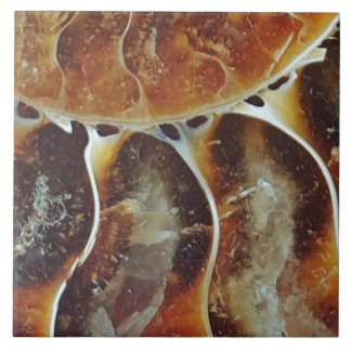 Azulejo Gran cantidad de amonita de Madagascar