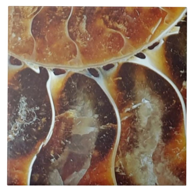 Azulejo Gran cantidad de amonita de Madagascar (Frente)