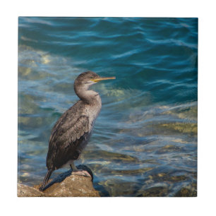 Azulejo Gran Cormorán Sobre Las Rocas