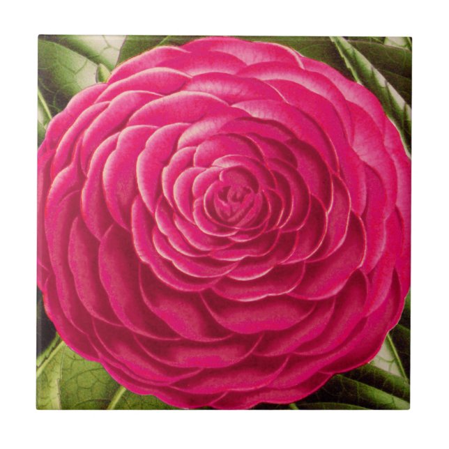 Azulejo Gran Florencia Camellia, rosa Fuchsia (Frente)