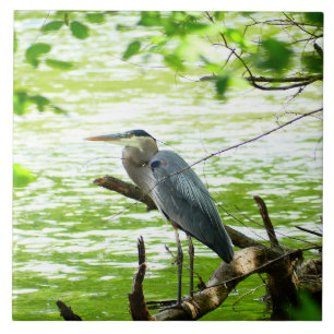 Azulejo Gran garza azul primavera río bosque naturaleza