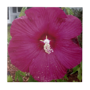 Azulejo Gran hibiscus rojo oscuro