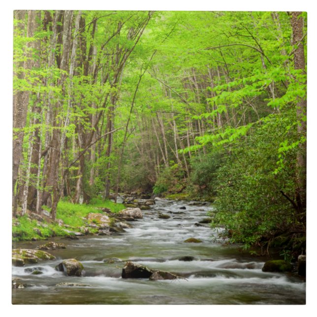 Azulejo Gran Parque Nacional de Montañas Smoky Carolina de (Frente)